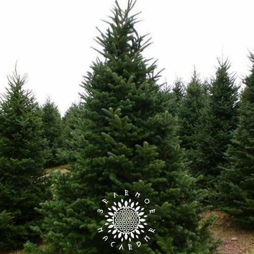     -   (. Picea abies) 100