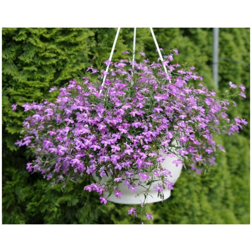 ���������� ������� ��������� ������, ������� ������, ���������� � ������������ �������� ��� �������� �������, � 1 ����������� 5-7 ��������, 10 �����