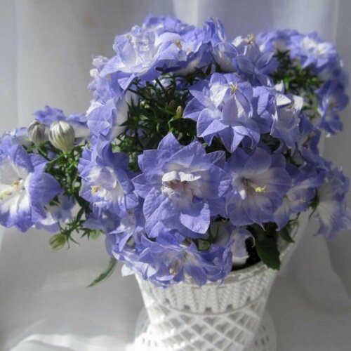 ���������� ��������� �������������, �����-�������-��������, ���� ������� ��������, �����������, ������! ������