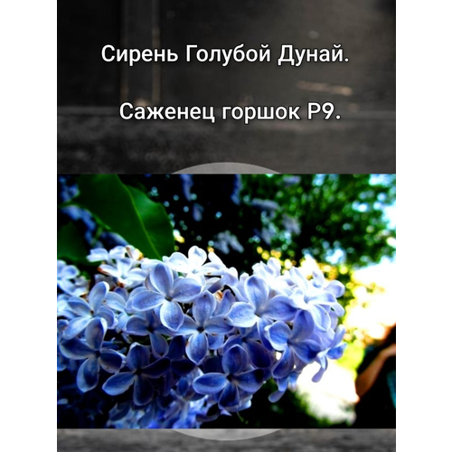 ���������� ������ ������� �����.