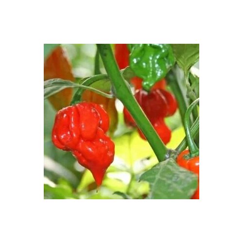 ���������� ������ ������ ����� Trinidad Scorpion Butch T, 5 ����� + �������