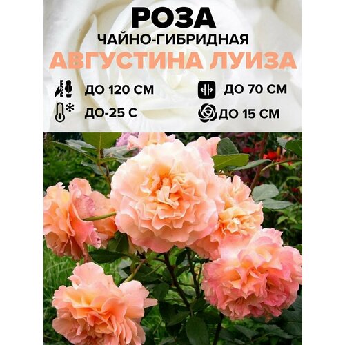 ���������� ���� ������� ����� �����-��������� 1 ��.