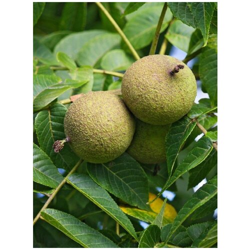 ���������� ������ ���� ������ ������������� (Juglans nigra), 5 ����