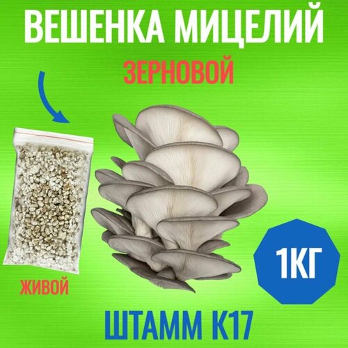 ���������� ������� ������� �������� (����� �17) - 1 ��