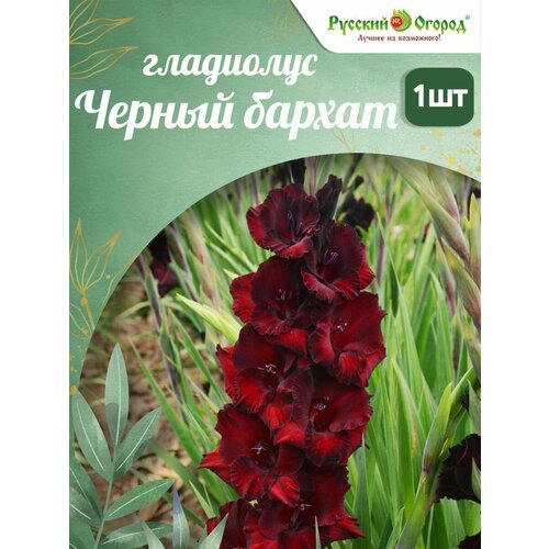 ���������� ��������� ������ ������