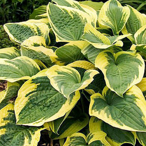 ���������� ����� ����� ��������, 1 �����