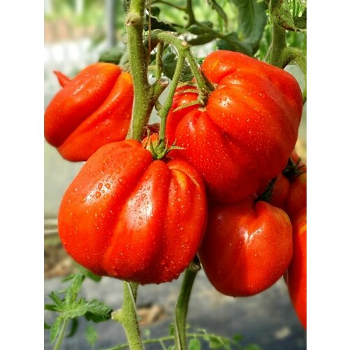 ���������� ������ ����� �������� ����� ���� ������ (Aunt Swarlos Polish plum), 10 ����