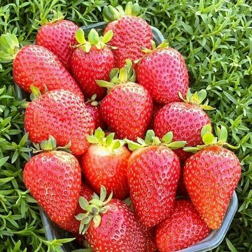 ���������� �������� ������������ (�������������) ������� 10 ��