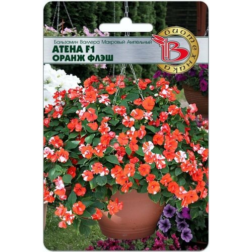 ���������� ������ ��������� ������� ����� ����� ���� F1 �������� ��������� 8�� (����������)