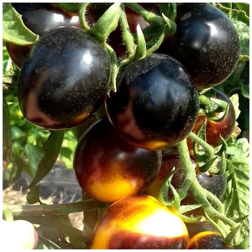 ���������� ������ ������ ����� ����� ����� ����� 10 ��.