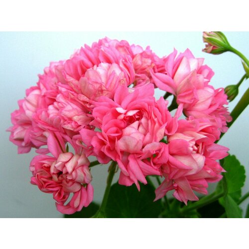 ���������� ������ ���������� ��������� �������� �������� 4 �� (1 �������� (O))