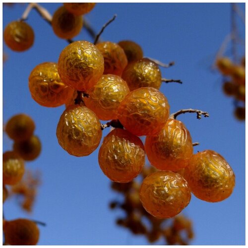 ���������� ������ ������ ������� ���� ��������� 5 ��.