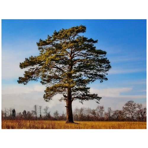    (. Pinus sylvestris)  50