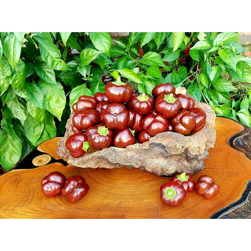 ���������� ������ ����� ������� ��������� ���������� ����������� (Mini Bell Chocolate) / Seeds And Goods / � �������� zip-lock ��� ���������� 15 �����