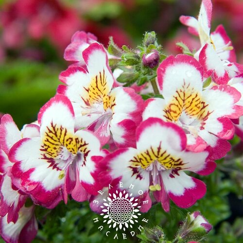     () -  (. Schizanthus wisetonensis) 30 