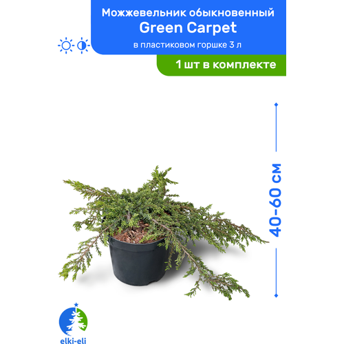   Green Carpet ( ) 40-60     3 , ,      , -, 