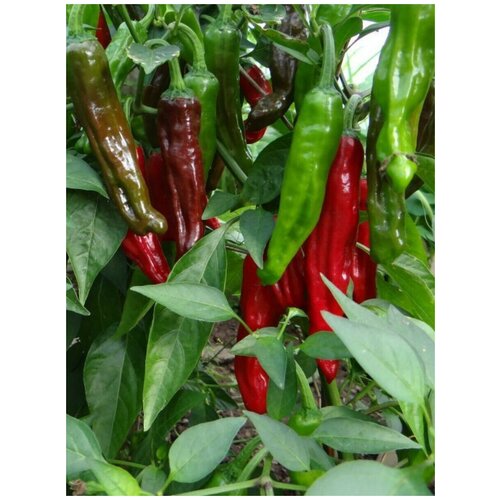    Pepperoncini Italy ( ), 5    , -, 