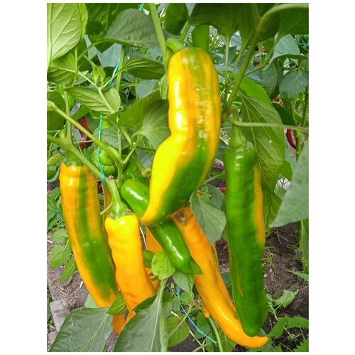 ���������� ������ ������� ����� ������ ������ (Ramiro yellow), 5 ����