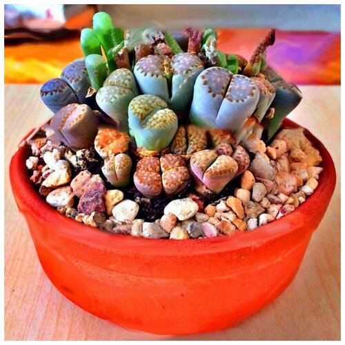 ���������� ������� - ����� �����, ������ 25 ��