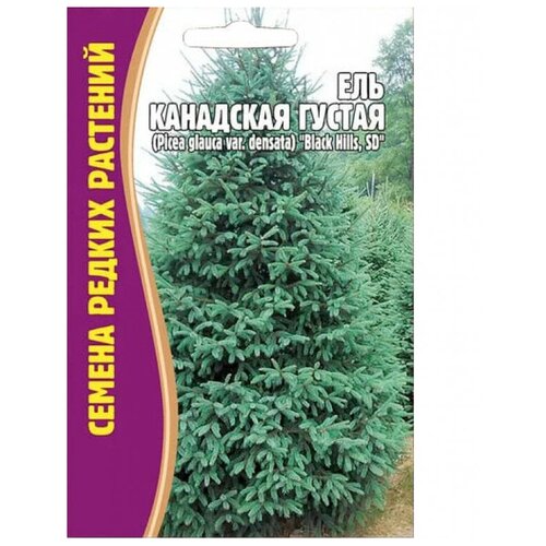 ���������� ������ ��� ��������� ������ (Picea glauca var.densata) 