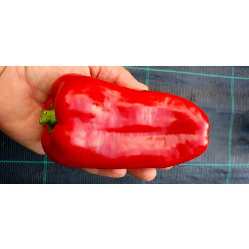 ���������� ������ ����� ������� �������� ������ (Marinkin Tongue) / Seeds And Goods / � �������� zip-lock ��� ���������� 15 �����