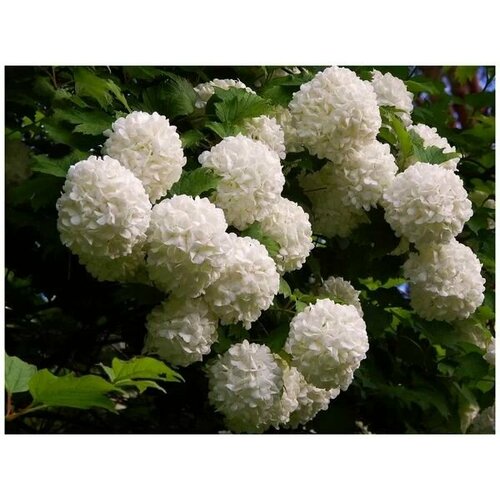 ���������� ������� ������ ���������