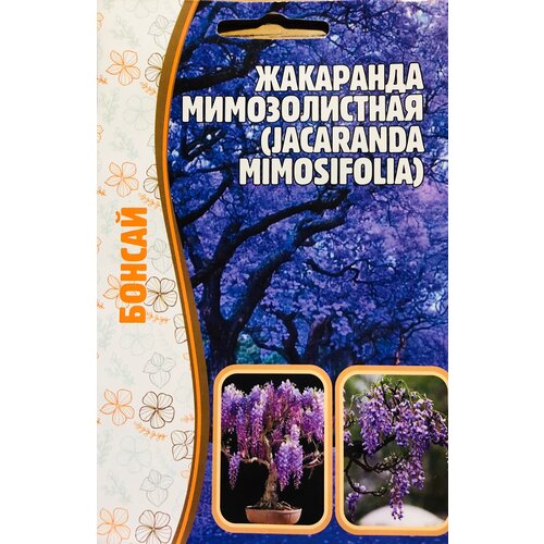     (Jacaranda mimosifolia) (5 )