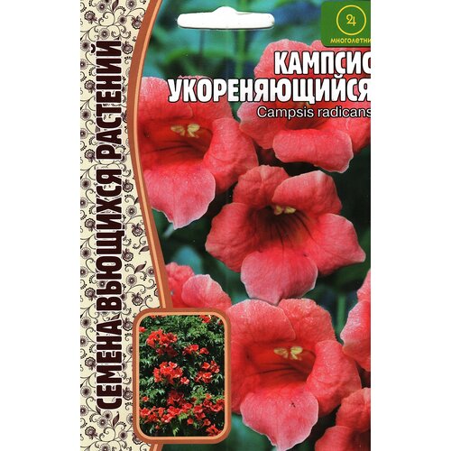���������� ������� ������������� CAMPSIS RADICANS , ����������� ( 1 �� : 20 ����� )