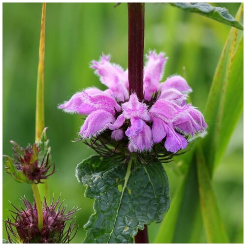 ���������� ������ ������ ������ ������������ 30 ��.