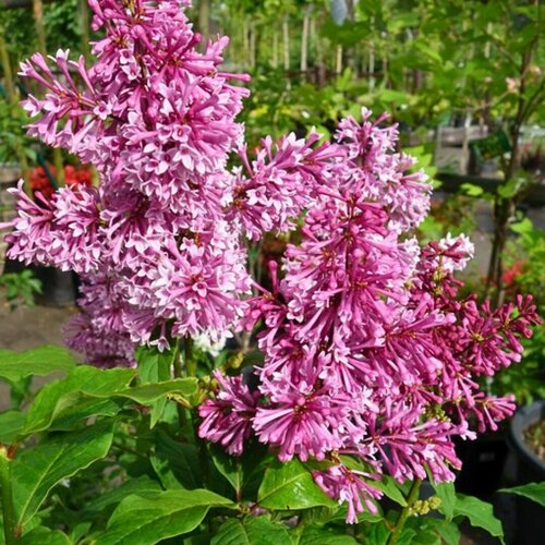 ���������� ������ ������� (1 ������� � ������ 15-20 ��). Szkolka roslin A.M (������)