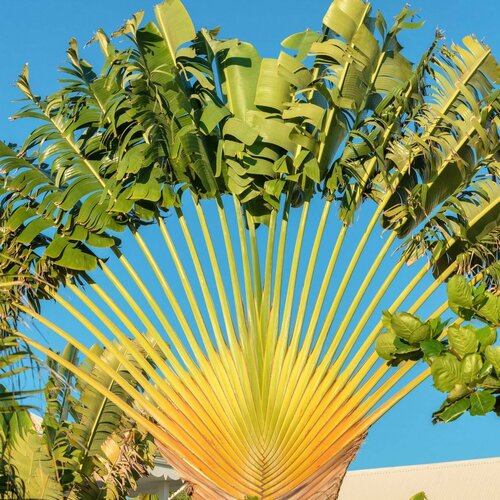   Ravenala madagascariensis  3    , -, 