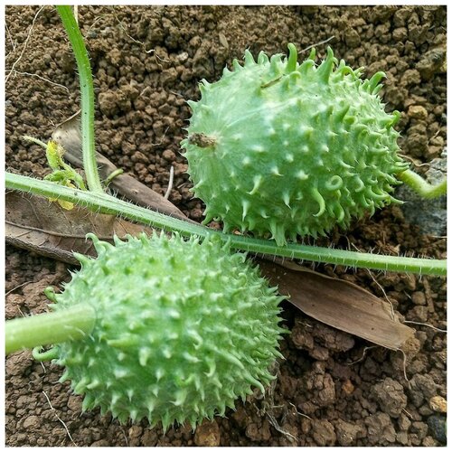 ���������� ������ ������ ������� ��������� 10 ��.