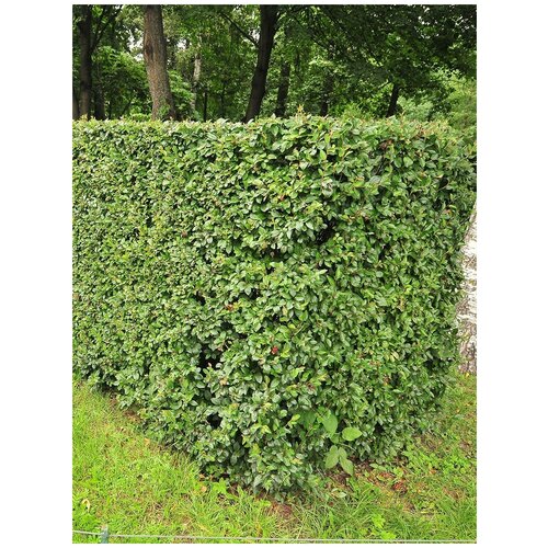    (Cotoneaster lucidus), 30    , -, 