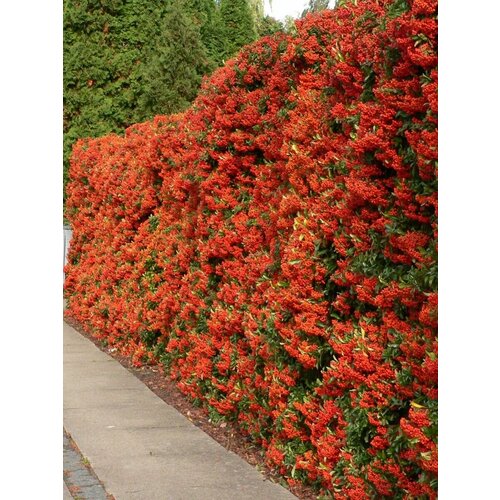     (Pyracantha coccinea), 15    , -, 