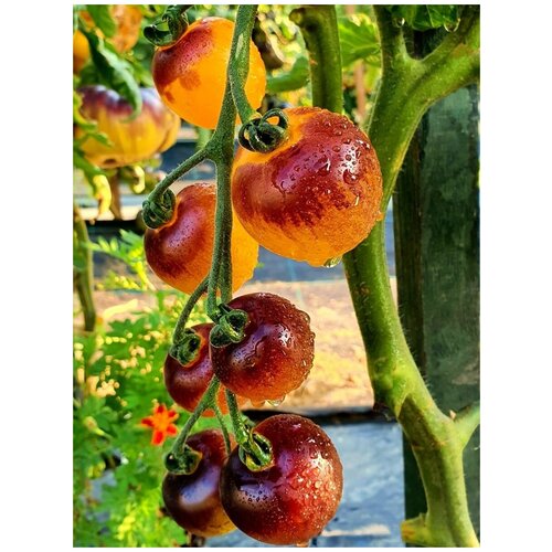 ���������� ������ ����� ����� ������ �������� (Indigo Fireball), 10 ����