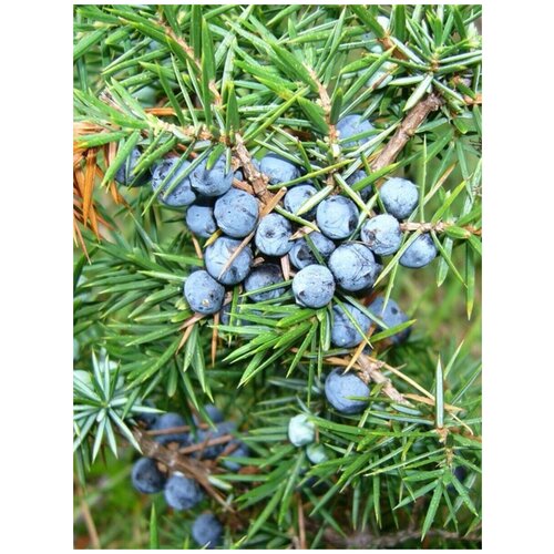    (Juniperus communis), 90    , -, 