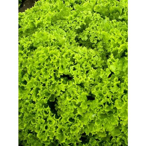 ���������� ������ ��������� ������ ����� ������ - 0,5 �. �����������, ������������� ����