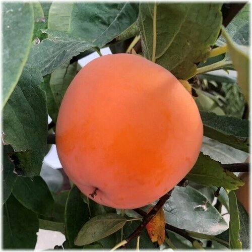 ���������� ������� ����� 