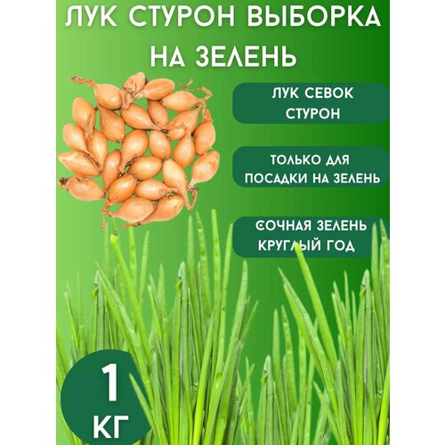 ���������� ��� ����� ������ �� ������ 1��