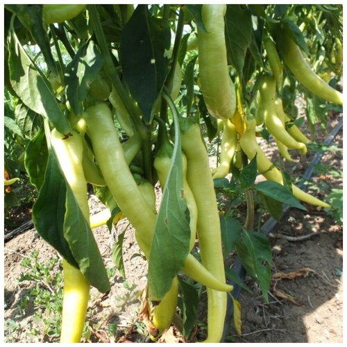 ���������� ������ ������ ����� ������ ����� ������ 10 ��.