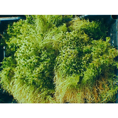 ���������� ��� �������, �����, ������ ������, 1��.