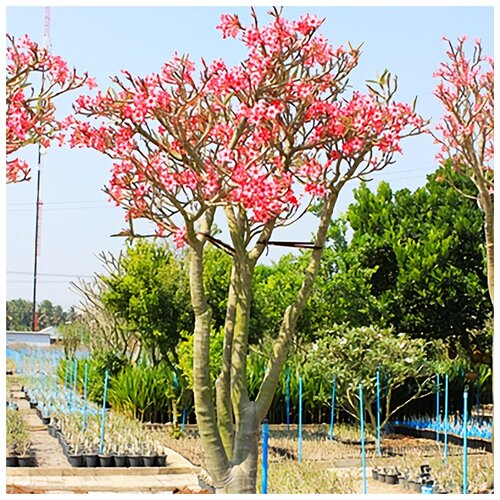 ���������� ������ ��������� ������� ����������� ��������, 5 ��