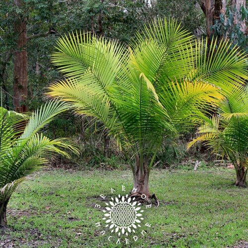 ���������� ������ ������� ��������� - ������� �������� (���. Ravenea rivularis) 3��