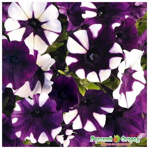 ���������� ������. �����. ������� F1 