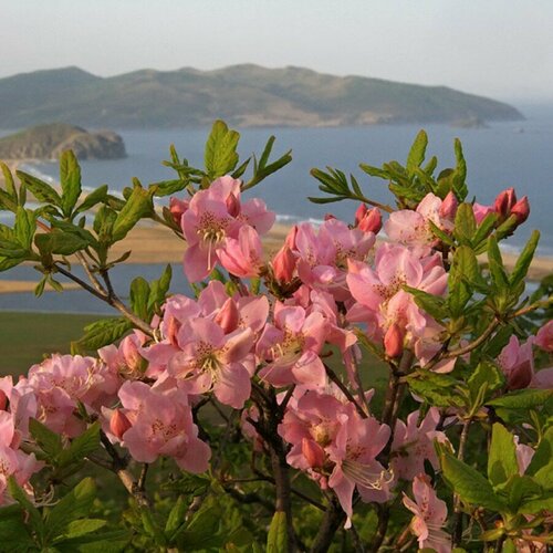      (rhododendron schlippenbachii), 25 