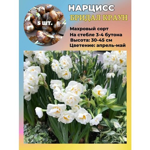 ���������� ������� ��������, �������� 5 ����