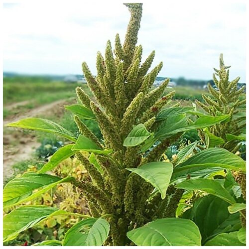 ���������� ������ ������ ������� ������ 100 ��.