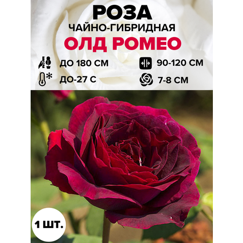 ���������� ���� ��� ����� �����-��������� 1 ��.