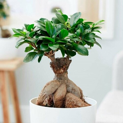   , Ficus Hilli, 