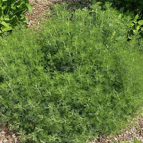 ���������� ������ ������ ������ �����������, ����� ������ 100 ��.